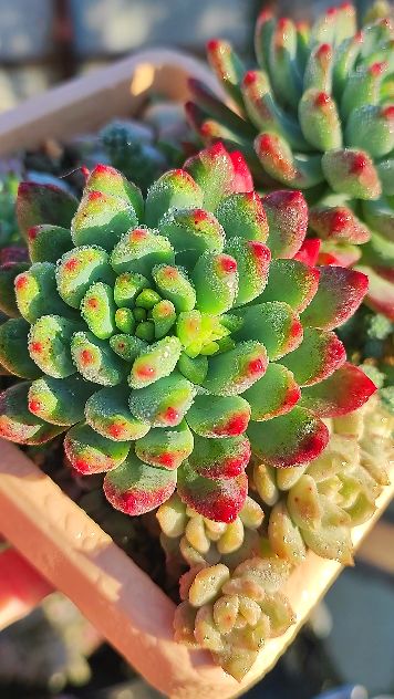 Изменения за 1,5 года, Седеверия Блу Эльф смотреть онлайн