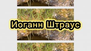 Иоганн Штраус, императорский вальс. Классическая музыка