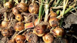 🧅Лук репчатый: сорта, выращивание из семян севка. Как вырастить свои семена репчатого лука?