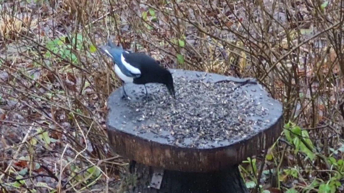 Посевная в осеннюю слякоть, издержки производства и мокрые птицы смотреть онлайн