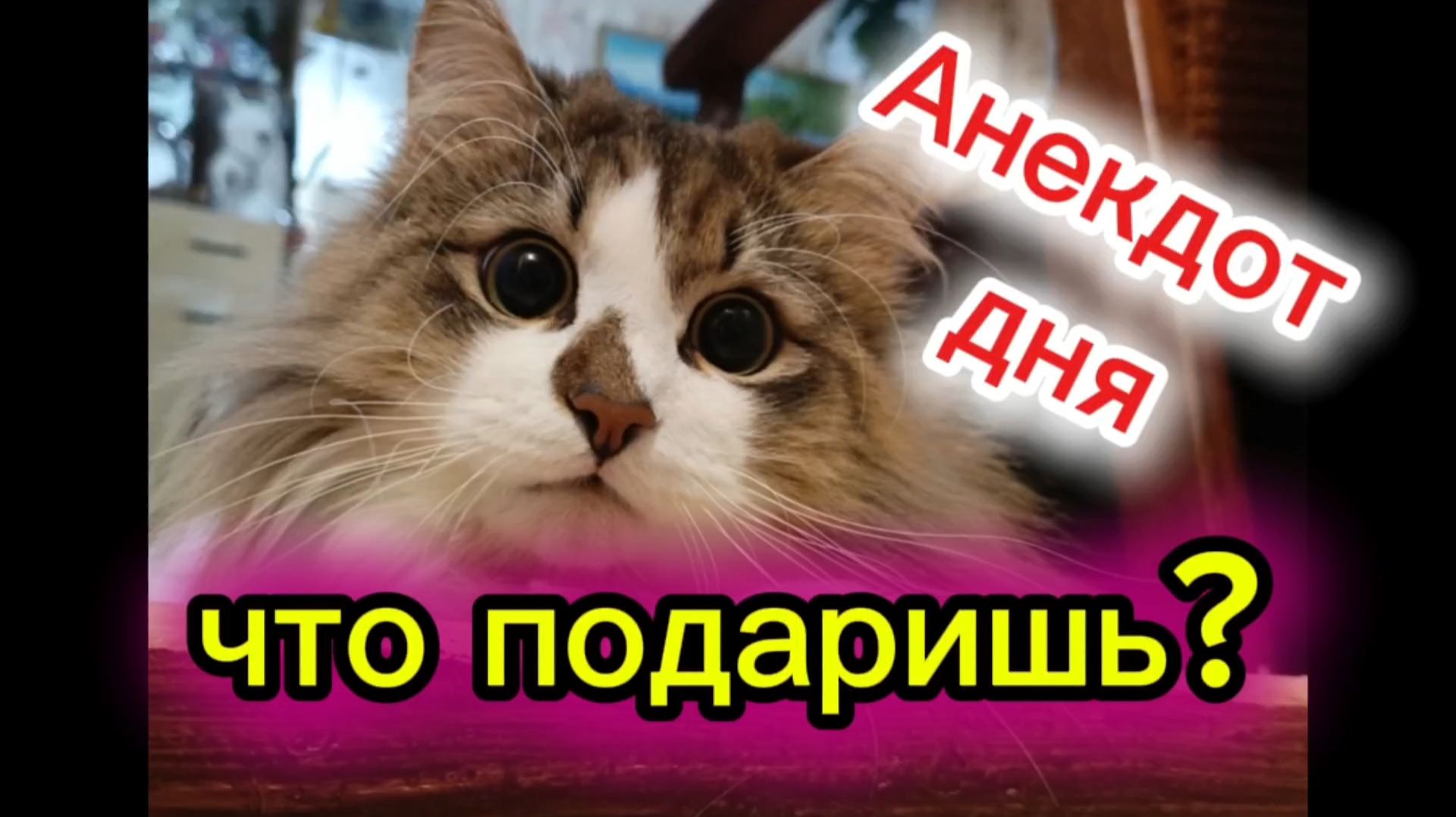 Кошки с озвучкой. Анекдот дня. смотреть онлайн