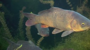 "О ЧЁМ МОЛЧАТ РЫБЫ". Размер и рост рыб.