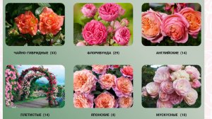 Штамбовые розы питомник