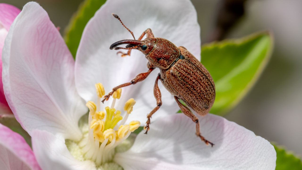Долгоносик. Признаки поражения яблони долгоносиком. Борьба с долгоносиком. смотреть онлайн