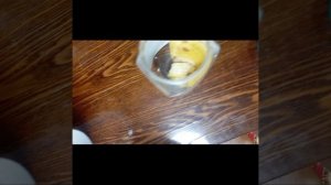 как ухаживать за цветком женское счастье