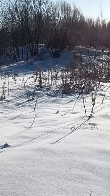 Дикие,но без обидные.Встреча на тропе. смотреть онлайн