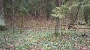 О передвижении незаметном ночью