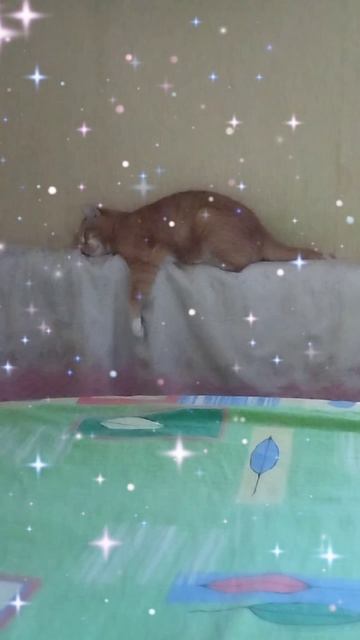 наш кот Вася устал и прилёг отдохнуть 🛌