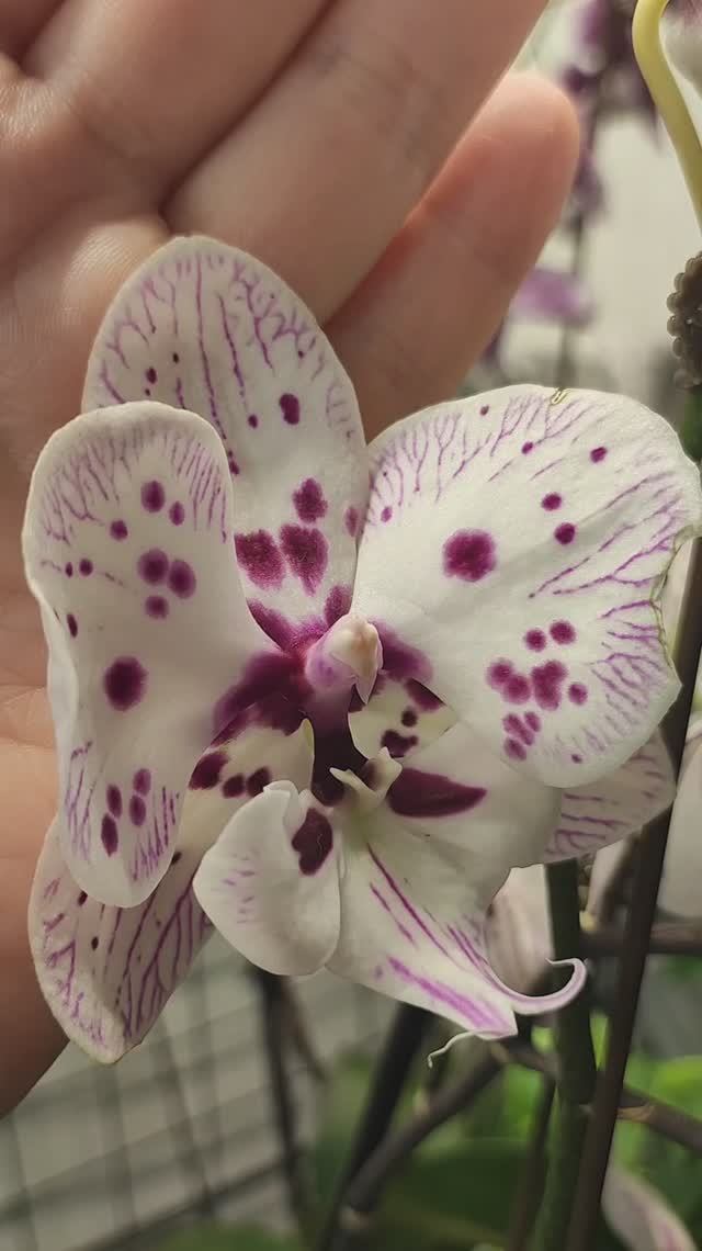 Я ЗНАЮ ПОЧЕМУ У ВАС НЕ ЦВЕТУТ ЦВЕТЫ #цветы #цветыдома #комнатныецветы #растения смотреть онлайн