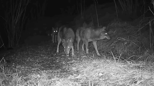 Видео фото ловушки 🐺🐺🐺🐺🐺 смотреть онлайн