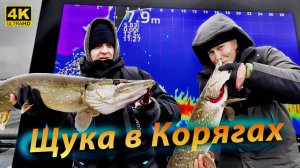 Ловля ЩУКИ в КОРЯГАХ - Как её от туда выманить и поймать
