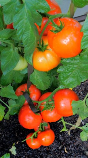 Классический томат очень хорошего вкуса.