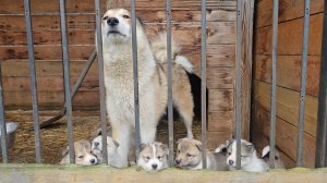 Вторичная обработка щенков