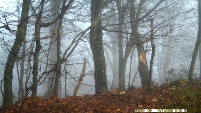 Осенний лес Северного Кавказа. смотреть онлайн