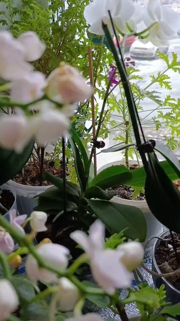 Цветочный уголок🪴 Орхидеи на подоконнике😍 #цветы #flowers #орхидея #цветочныймир #люблюцветы смотреть онлайн