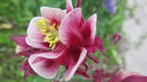 Как вырастить Аквилегию из семян