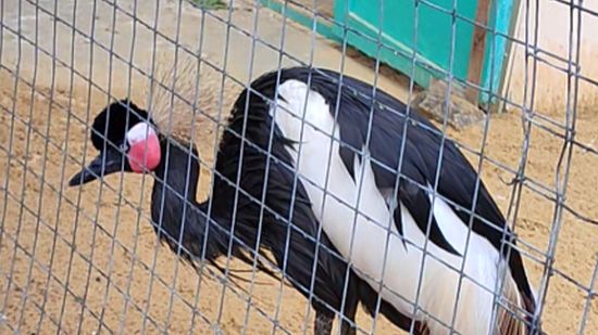 Венценосный журавль смотреть онлайн