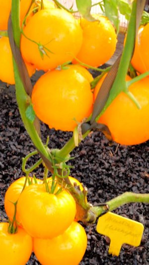 Этот томат удивил меня в сезоне 2025