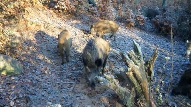 Кабаны фото ловушка смотреть онлайн