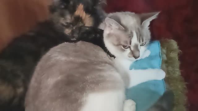 СУББОТНИЙ ДЕНЬ. ГОТОВИЛИСЬ  К СЕГОДНЯШНЕМУ ПРАЗДНИКУ МОИ КРАСОТКИ - ТОСЯ И СОНЯ🐱