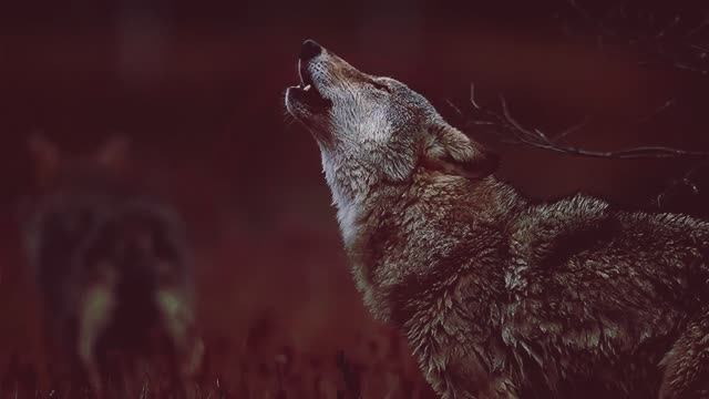 Время волков