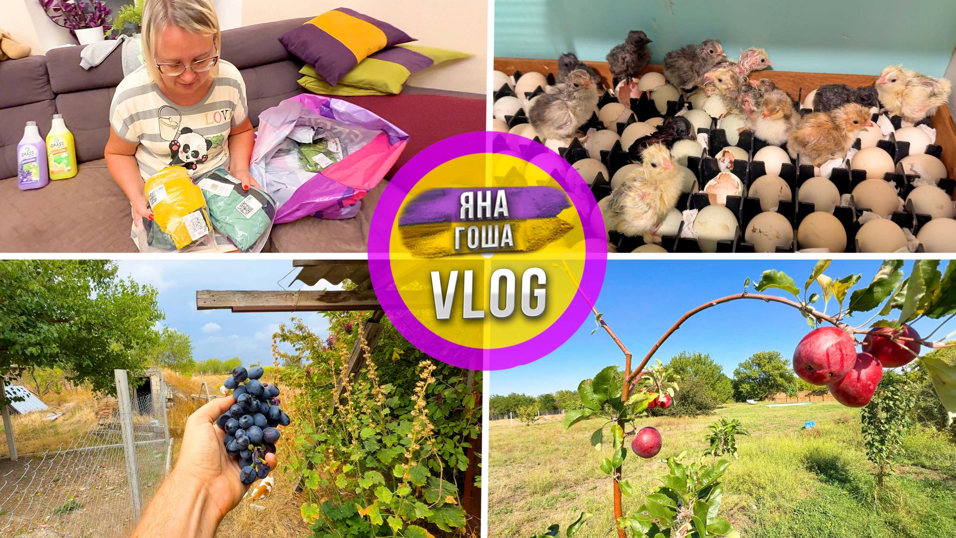 У нас цыплята! Распаковка покупок с ВБ. Последний урожай в этом году. смотреть онлайн