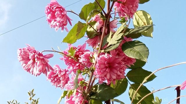 Керим Камилов 
Шекер яни💐
#КеримКамилов