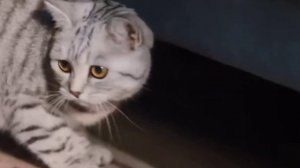 Реклама корма для кошек «Whiskas» Видео от — Veider Games ιllιlι.ιl.