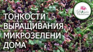 Микрозелень  - Витаминная бомба