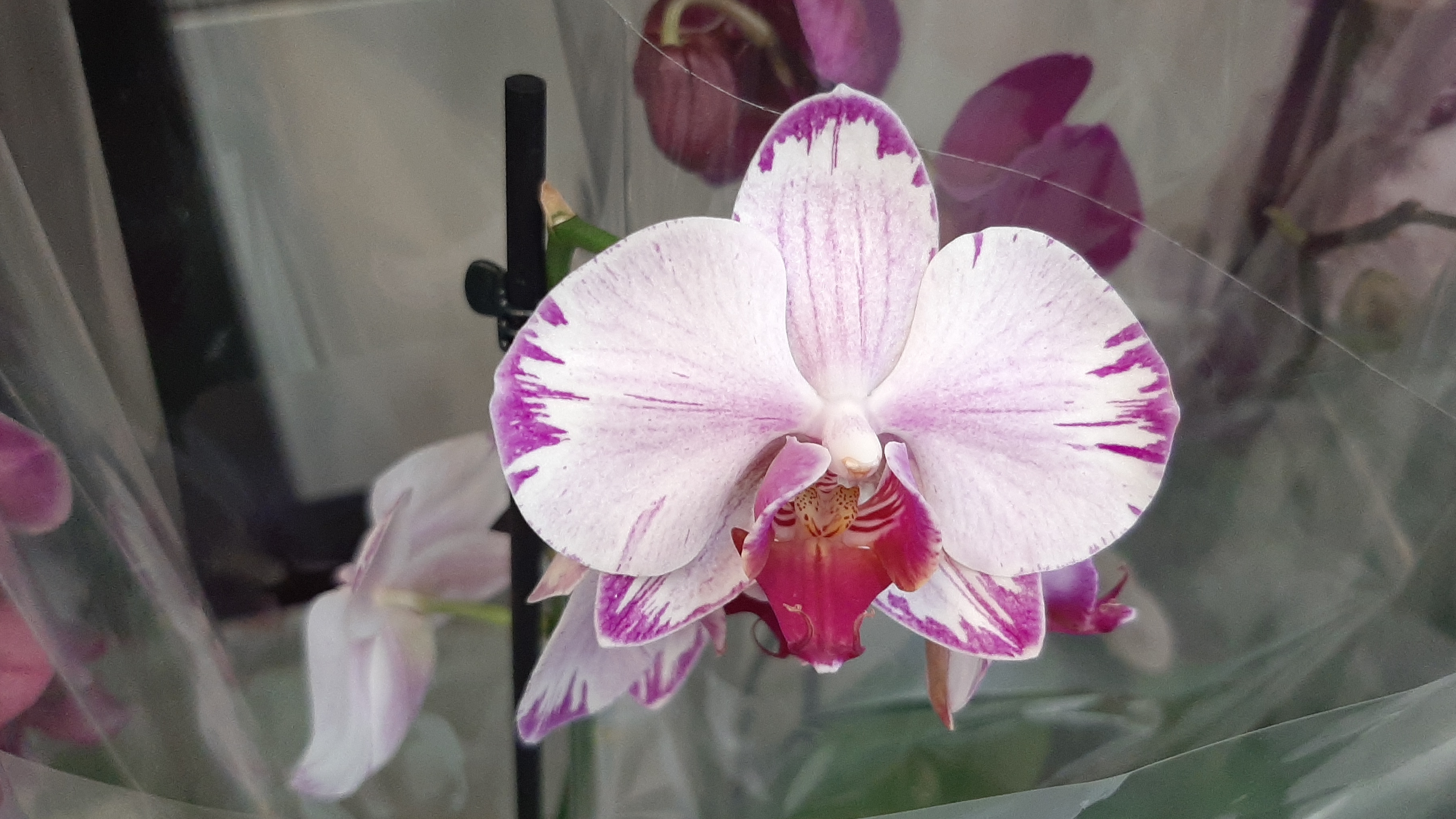 30.11.2025г. Орхидеи к Дню Матери в Лемана Про. смотреть онлайн