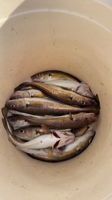 Улов мерланга в Сочи. смотреть онлайн