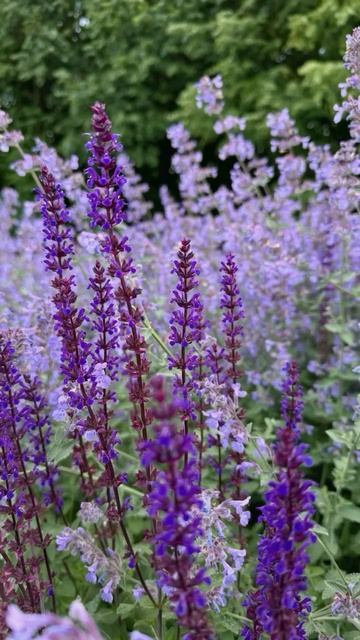 Перечная мята, шалфей, ромашка, тимьян (чабрец), цветки бузины, цветки липы