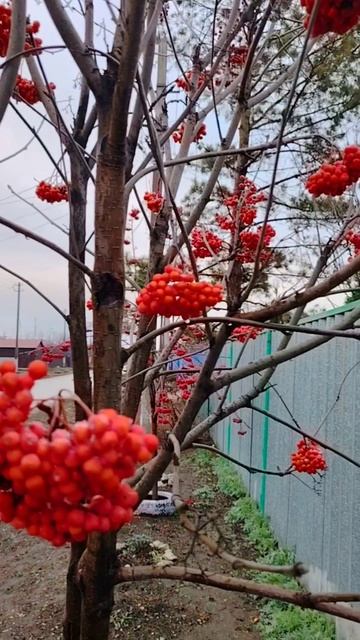 30 ноября, последний день в осени смотреть онлайн