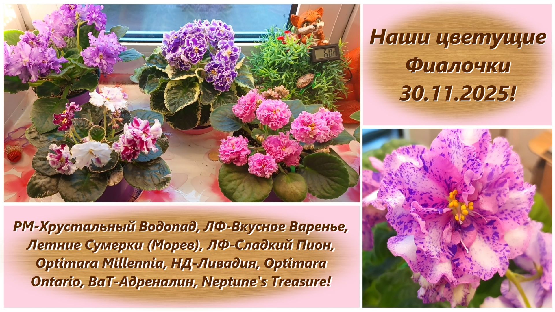 Наши цветущие Фиалочки 30.11.2025!