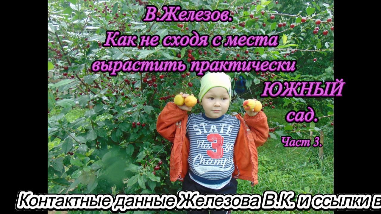 В.Железов. Как не сходя с места вырастить практически ЮЖНЫЙ сад. Часть 3. смотреть онлайн