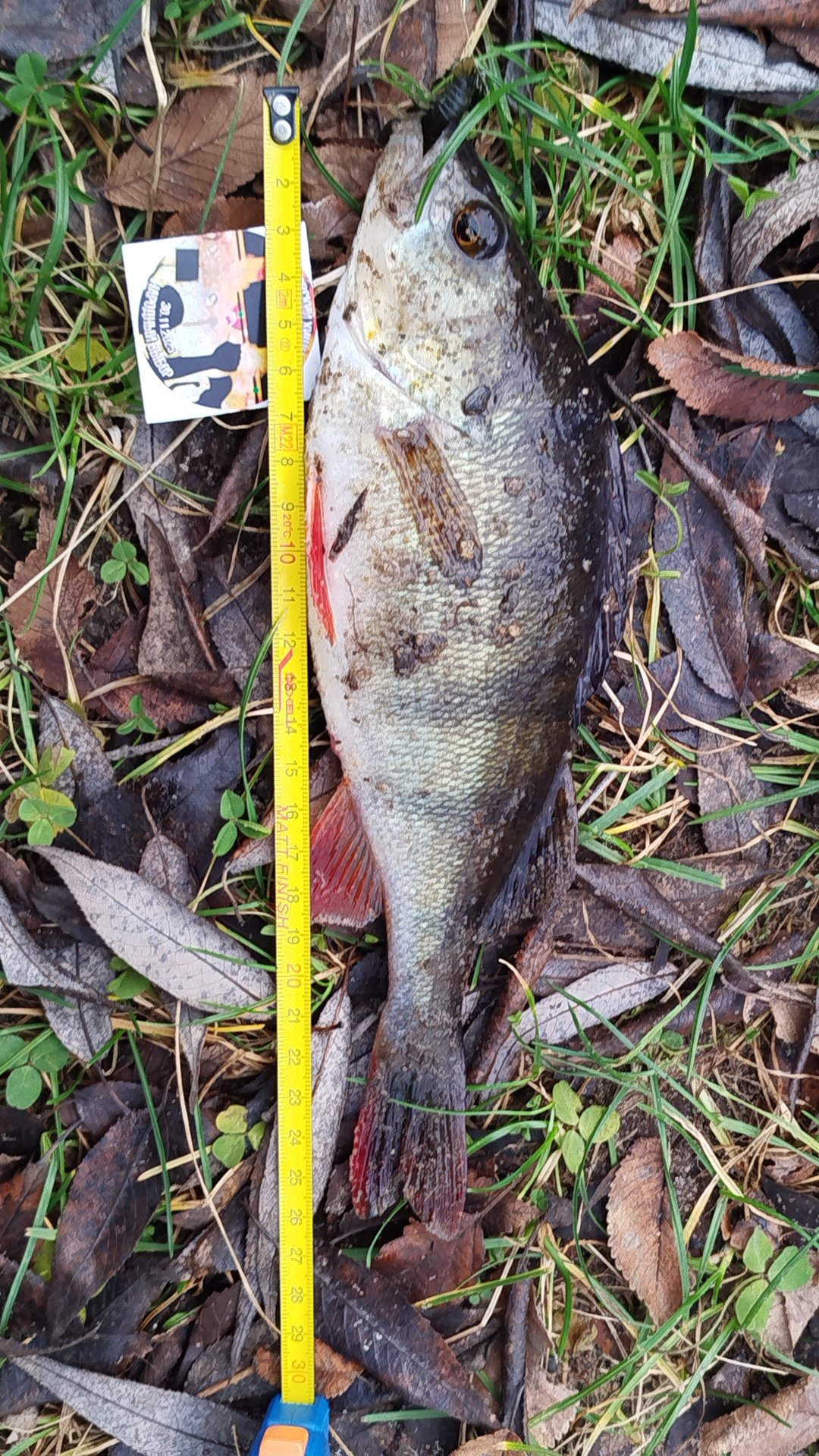 Соревнования по спиннингу отчёт killer fish 001 смотреть онлайн