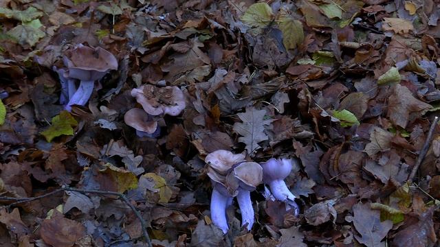 Дневник натуралиста: наблюдение за природой в средней полосе России Ноябрь 2025г