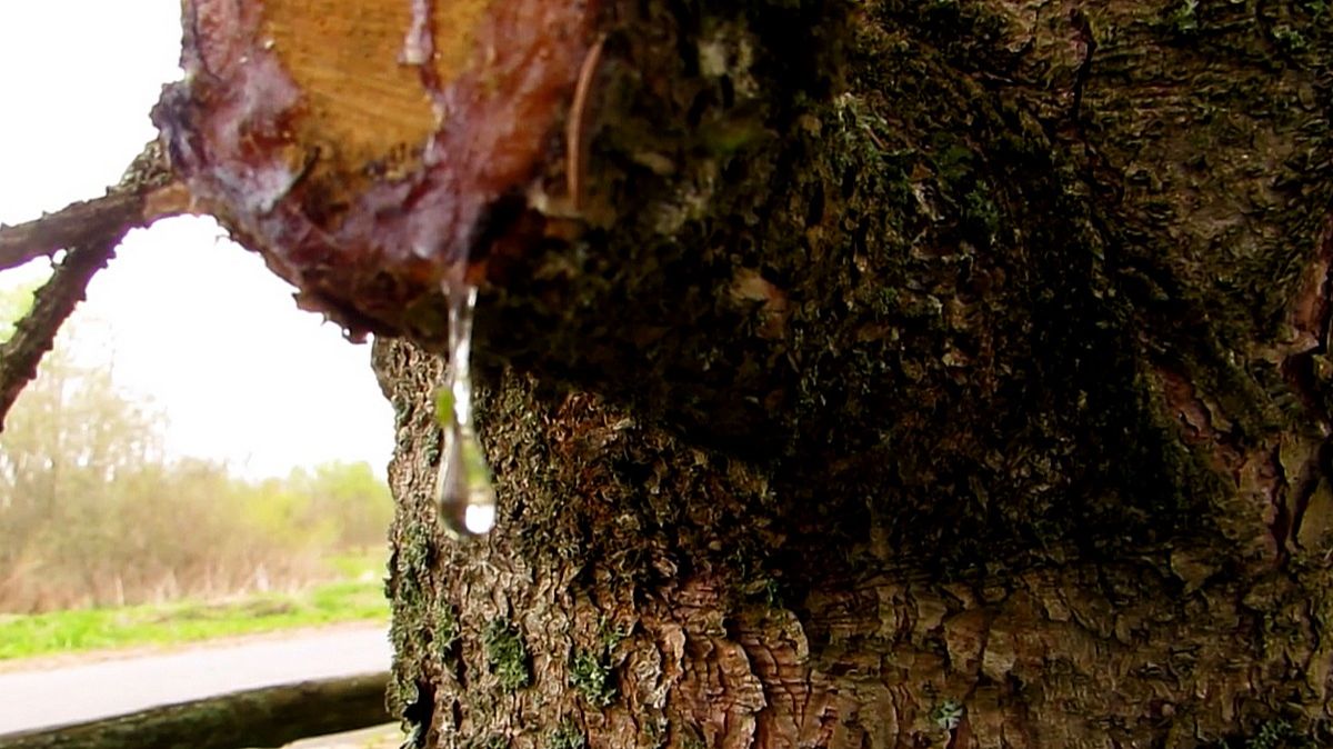 Прозрачная смола смотреть онлайн