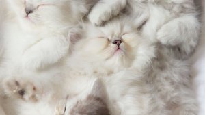 Всемирный День Домашних Животных