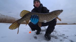 КРУПНАЯ ПЛОТВА НА МОРМЫШКУ И ОГРОМНАЯ ЩУКА НА ЖЕРЛИЦУ!!! Эту рыбалку я запомню на долго.