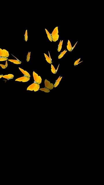 БАБОЧКИ  ФУТАЖ/ ДЛЯ МОНТАЖА ВИДЕО