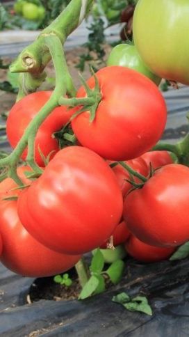 Обратите внимание на томат "Большая мамочка" смотреть онлайн