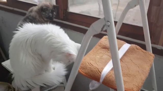 Леся и Сёма - Показывают, что надо сделать смотреть онлайн