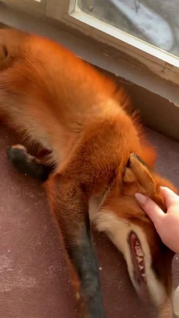 Опять лиса! смотреть онлайн