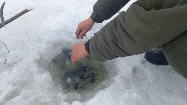 Рабалка на Зее. Установка живцов с Николаем. Продолжение следует смотреть онлайн