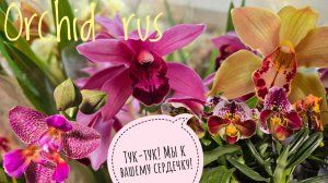 Обзор орхидей в магазине у Елены Гринь Orchid_rus. Самые шикарные цимбидиумы и пафиопедиумы-башмачки