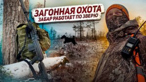 БУДНИ ОХОТХОЗЯЙСТВА // ЗАБАР РАБОТАЕТ ПО ЗВЕРЮ // ПЕРВЫЙ СНЕГ