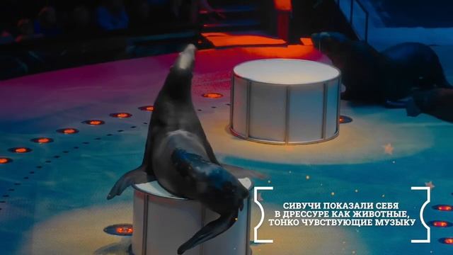 Василий Тимченко и его сивучи (из проекта "Закулисье", шоу "КороЛЕВство" в Большом Московском цирке