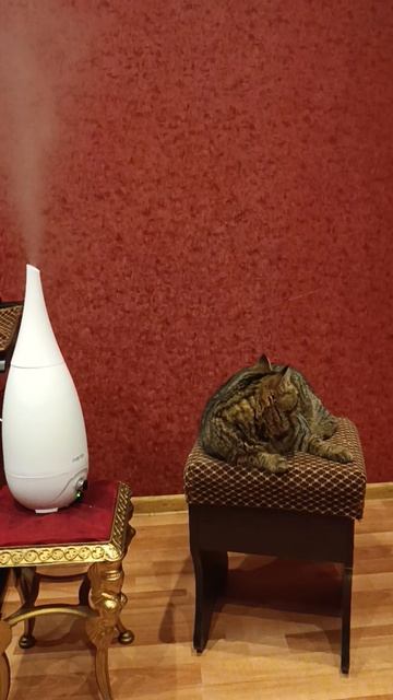 Кот Гедонист смотреть онлайн