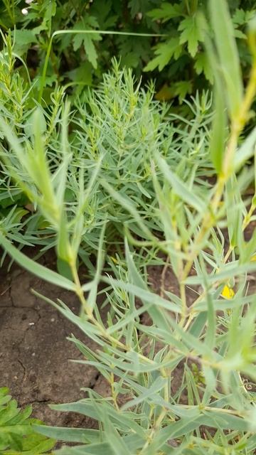 Гипсофила метельчатая 'Снежные хлопья'. смотреть онлайн